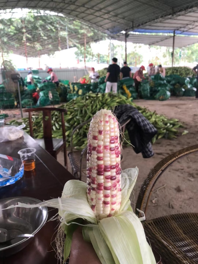 糯玉米，花糯，676大量上市，对接批发市场和电商