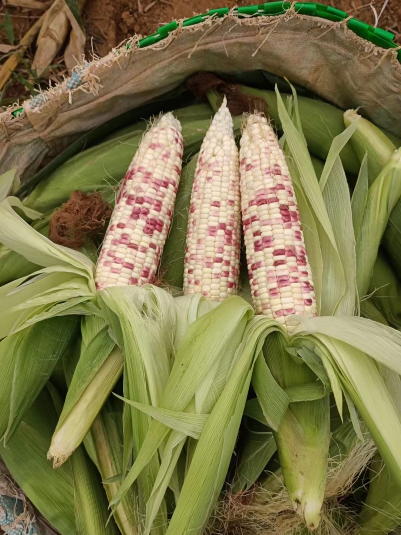 糯玉米，花糯，676大量上市，对接批发市场和电商