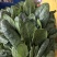 陆地精品菠菜大量上市需要联系质量保证，，