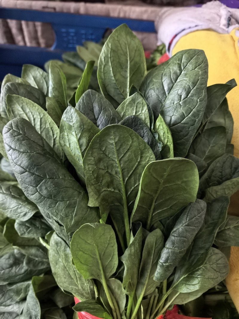 陆地精品菠菜大量上市需要联系质量保证，，