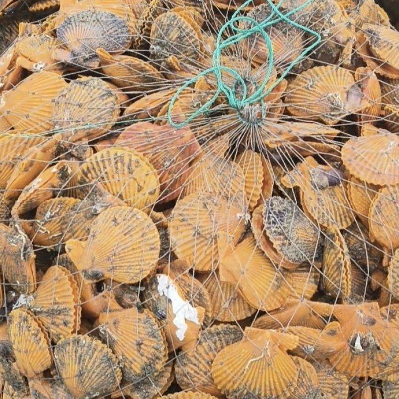 黄金扇贝货源充足，需要的可以来聊