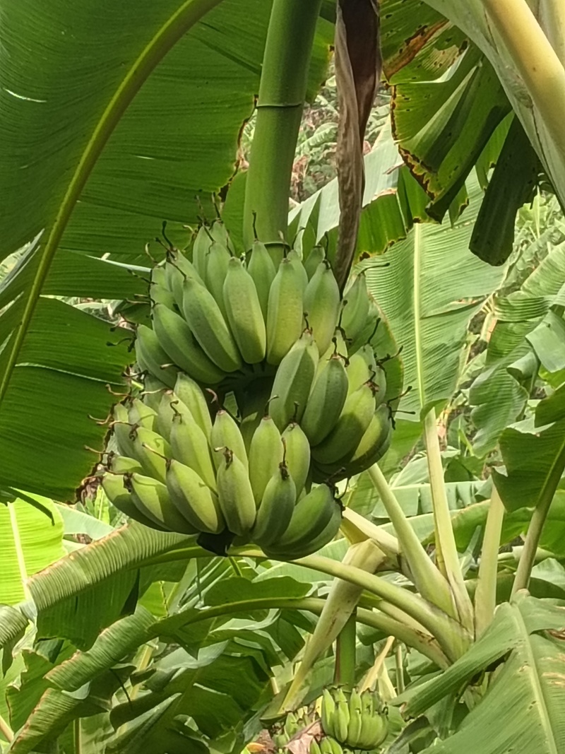 芭蕉已经开始上市，量大