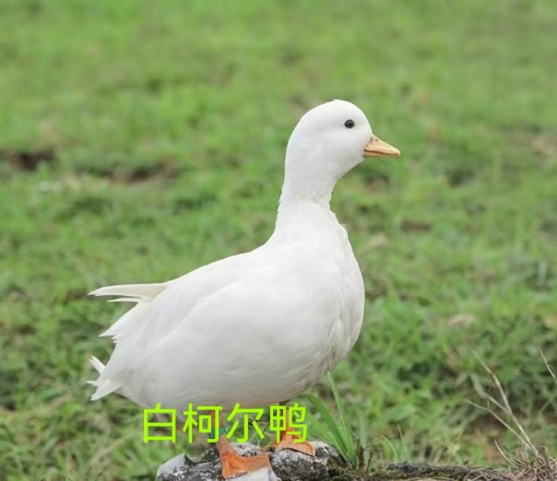 网红科尔鸭特价包邮！宠物科尔鸭价格优惠！观赏科尔鸭大量出