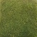 苔藓
