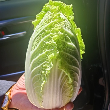 娃娃菜