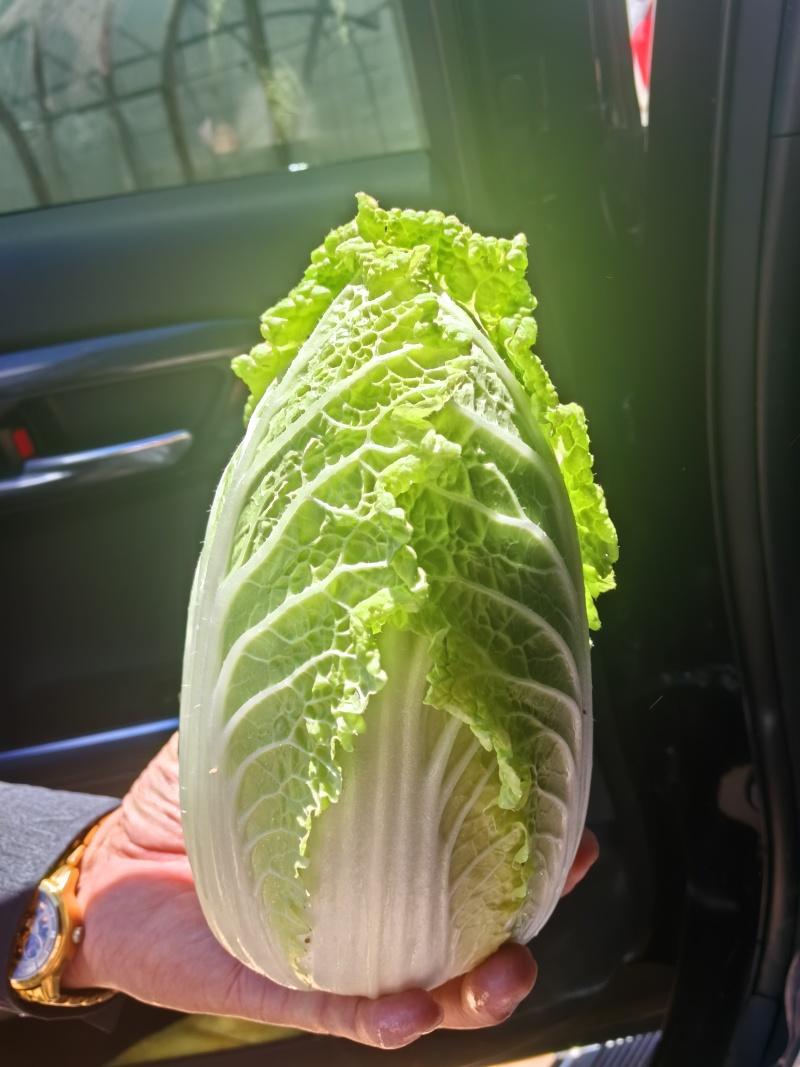 娃娃菜