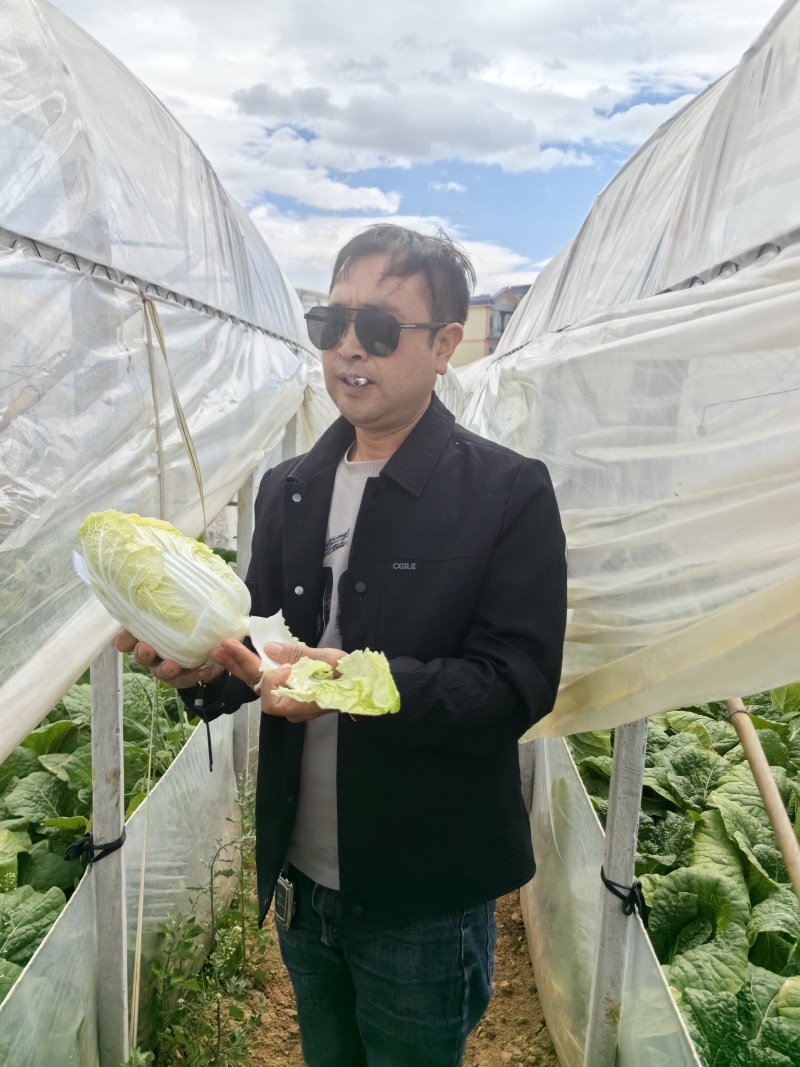 娃娃菜