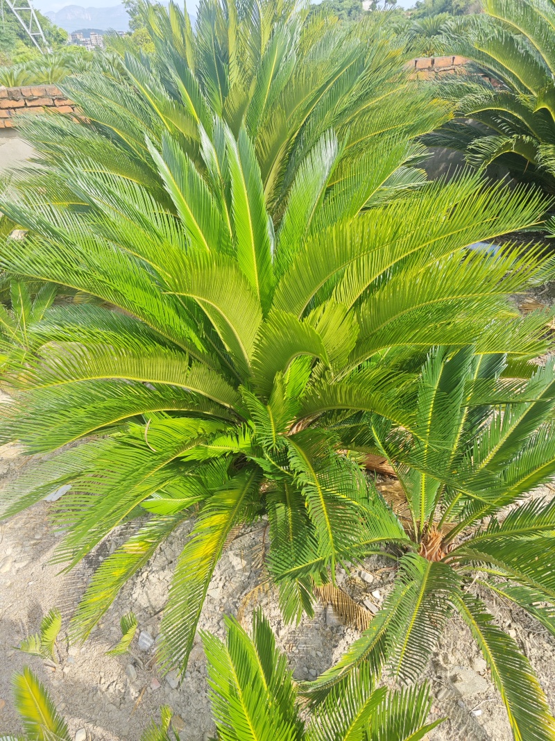 铁树20-30公分