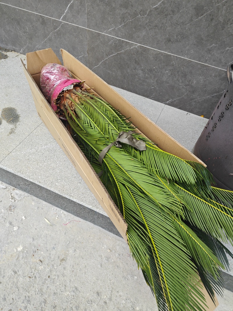 铁树20-30公分