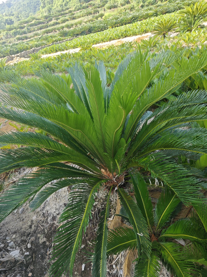 铁树20-30公分
