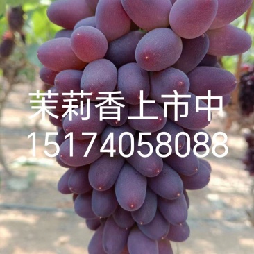 暖棚冷棚茉莉香（着色香）3月一6月大量上市