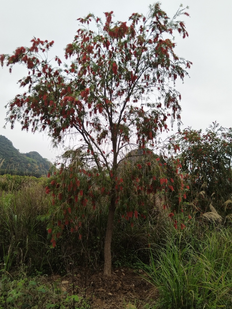 串钱柳（红千层）