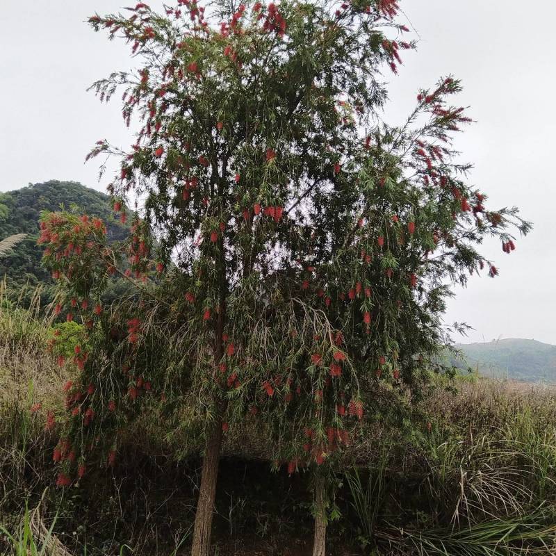 串钱柳（红千层）