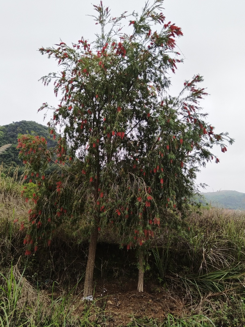 串钱柳（红千层）