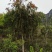 串钱柳（红千层）