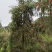 串钱柳（红千层）