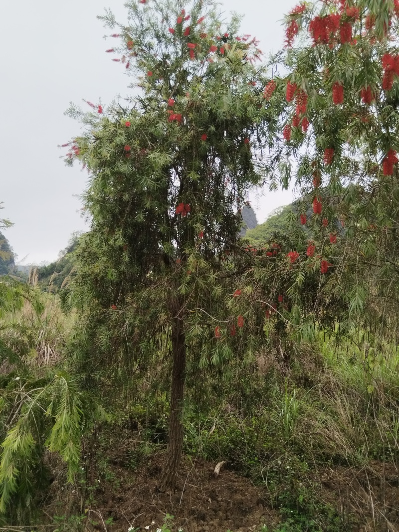 串钱柳（红千层）