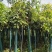 桂花树米径8公分袋苗