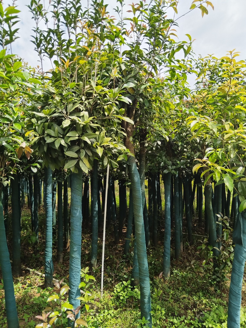 桂花树米径8公分袋苗