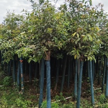 桂花树米径8公分袋苗