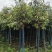 桂花树米径8公分袋苗