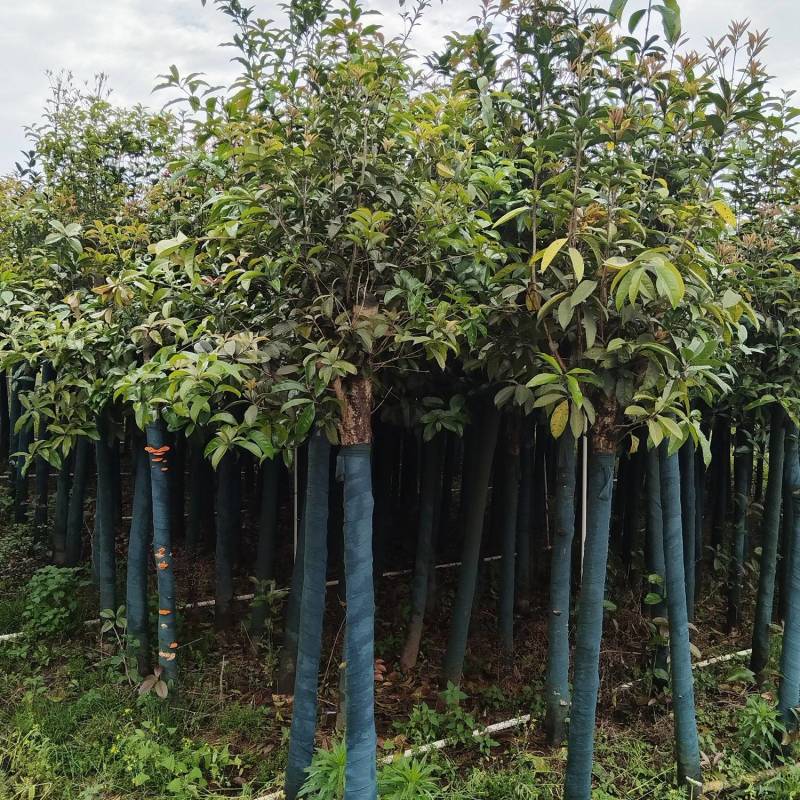 桂花树米径8公分袋苗
