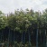 桂花树米径8公分袋苗