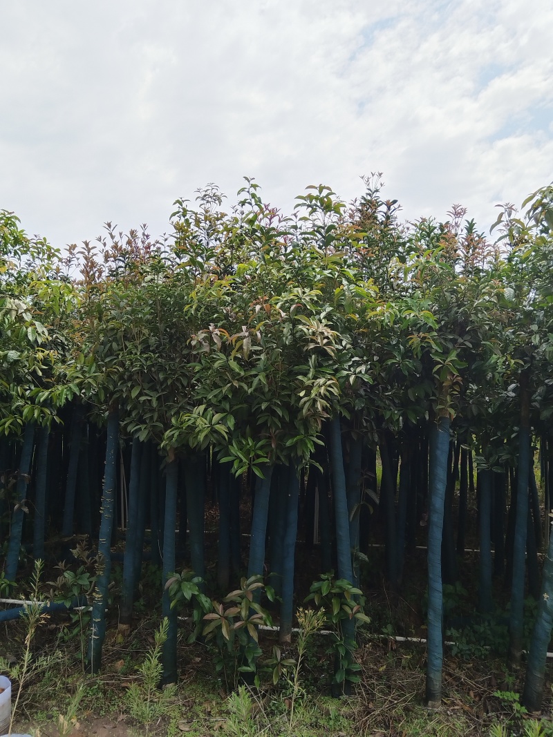 桂花树米径8公分袋苗