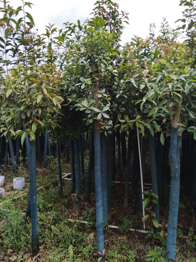 桂花树米径8公分袋苗
