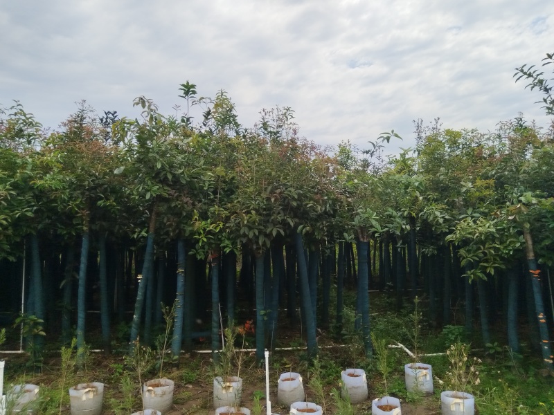 桂花树米径8公分袋苗
