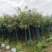 桂花树米径8公分袋苗