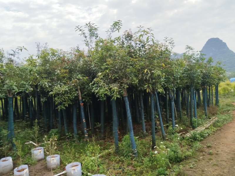 桂花树米径8公分袋苗