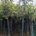 桂花树米径8公分袋苗