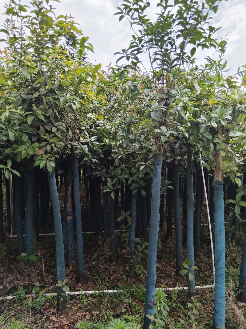 桂花树米径8公分袋苗