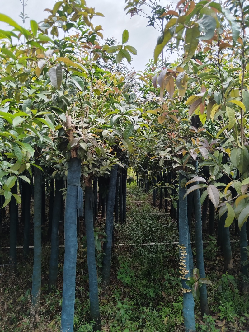 桂花树米径8公分袋苗