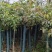 桂花树米径8公分袋苗