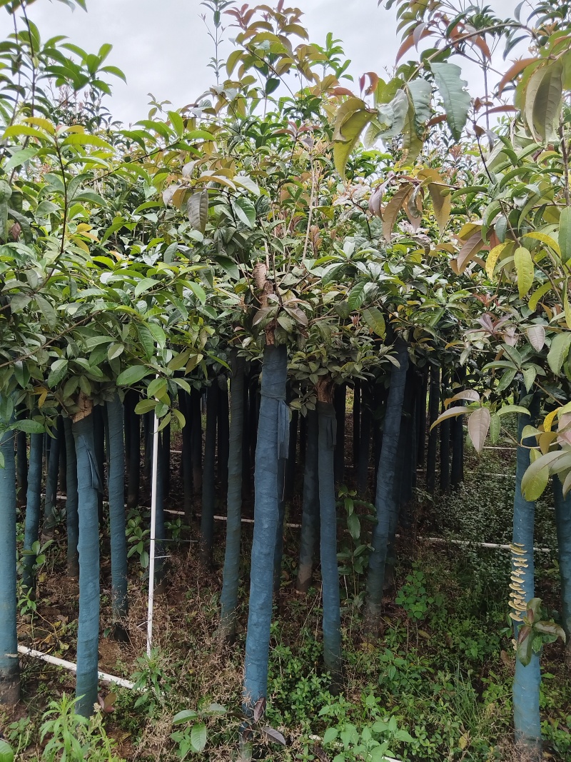 桂花树米径8公分袋苗