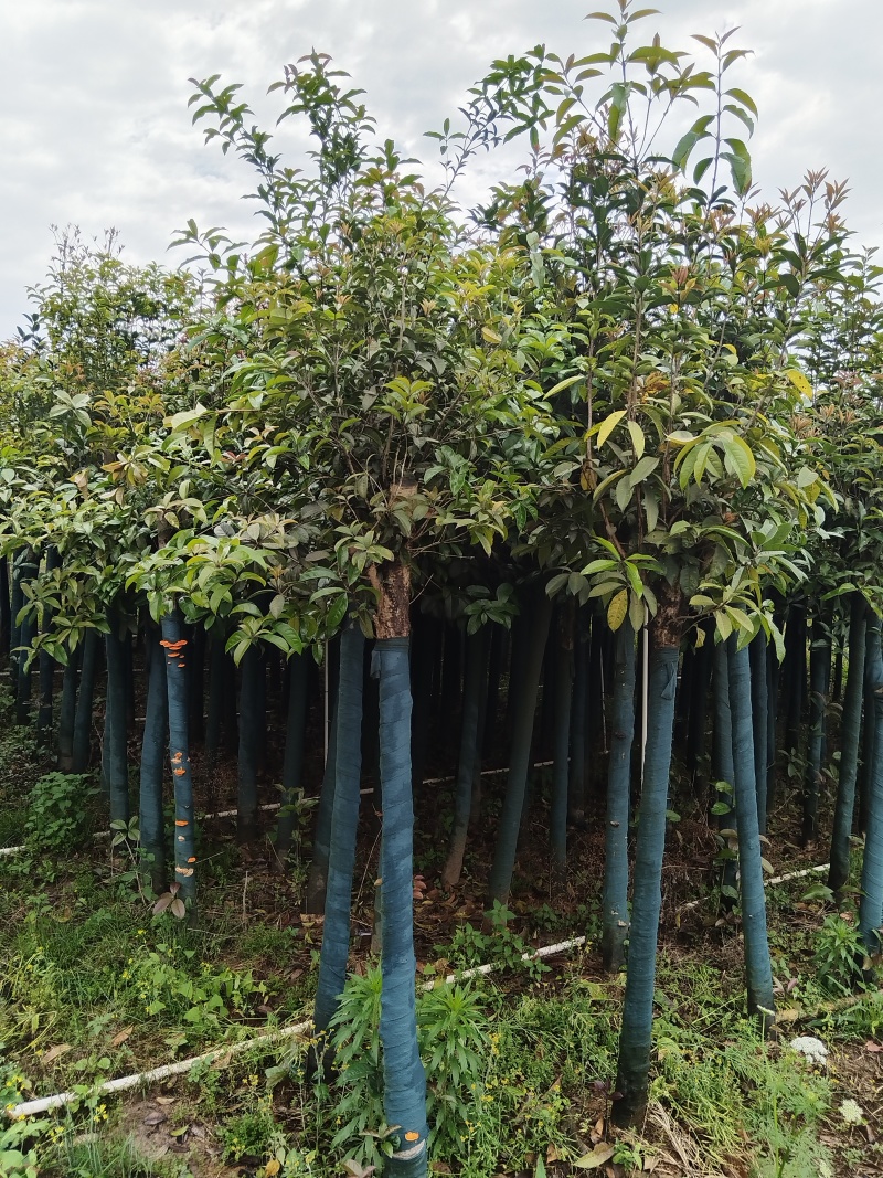 桂花树米径8公分袋苗