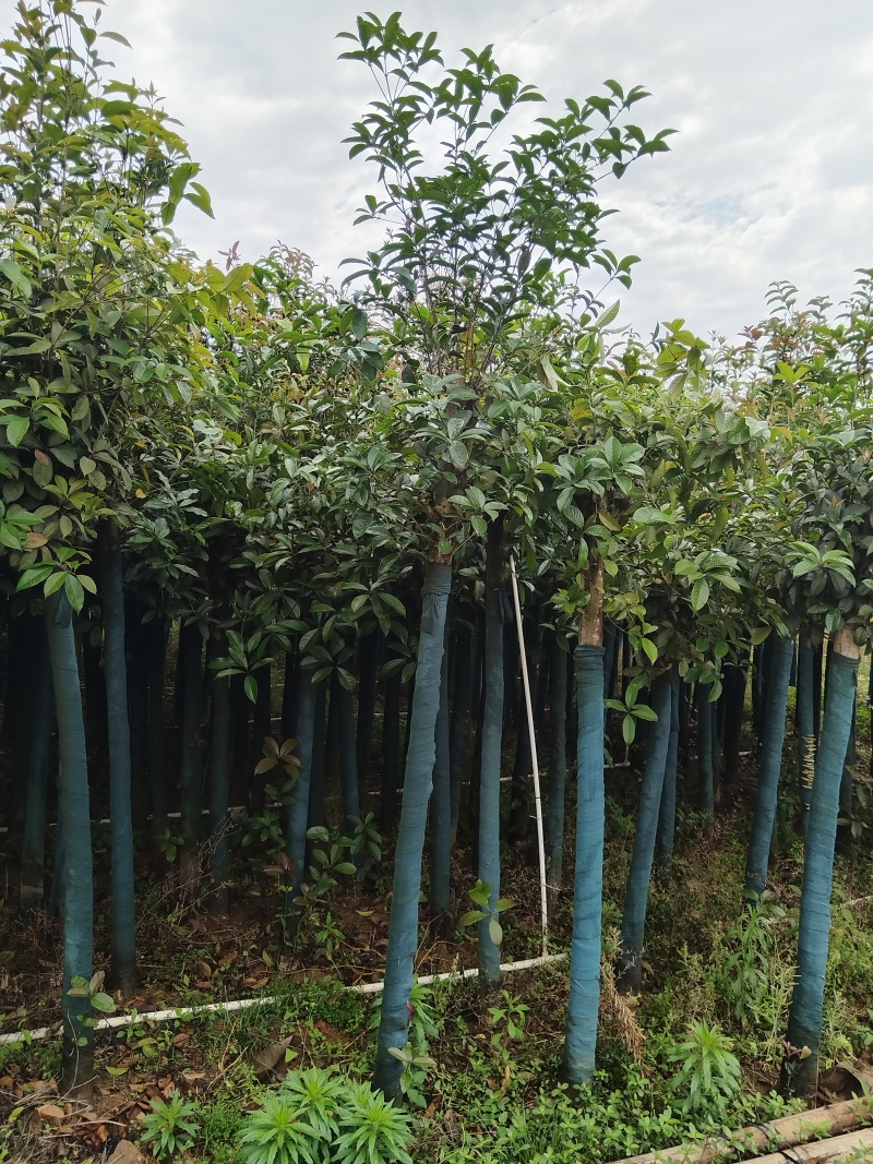 桂花树米径8公分袋苗