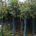 桂花树米径8公分袋苗