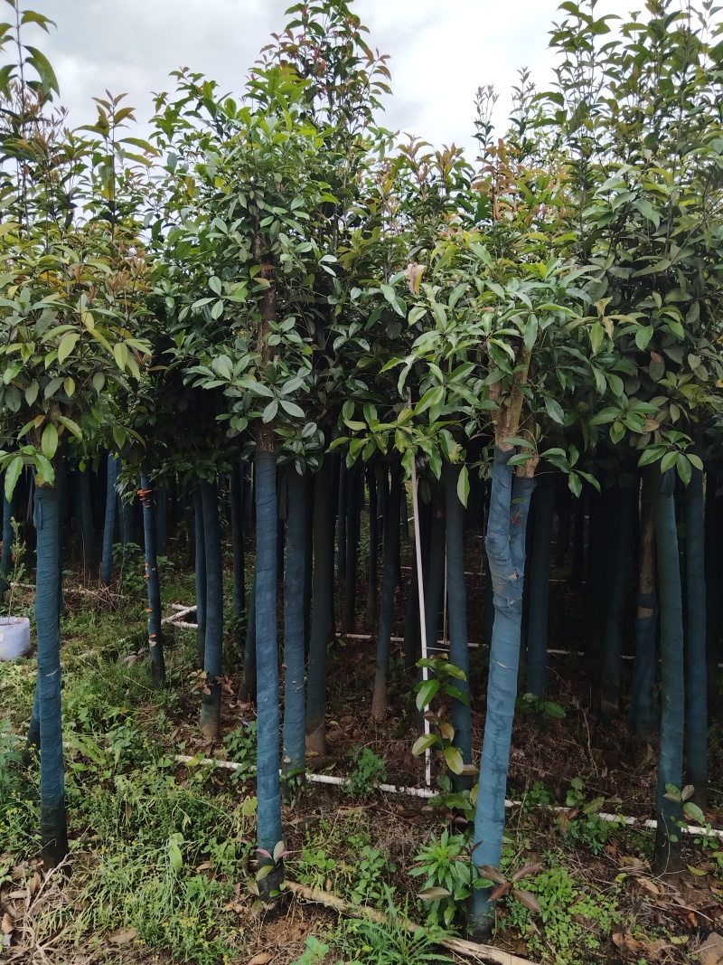 桂花树米径8公分袋苗