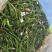 【凉拌海带】香辣海带丝鲜味清丝
