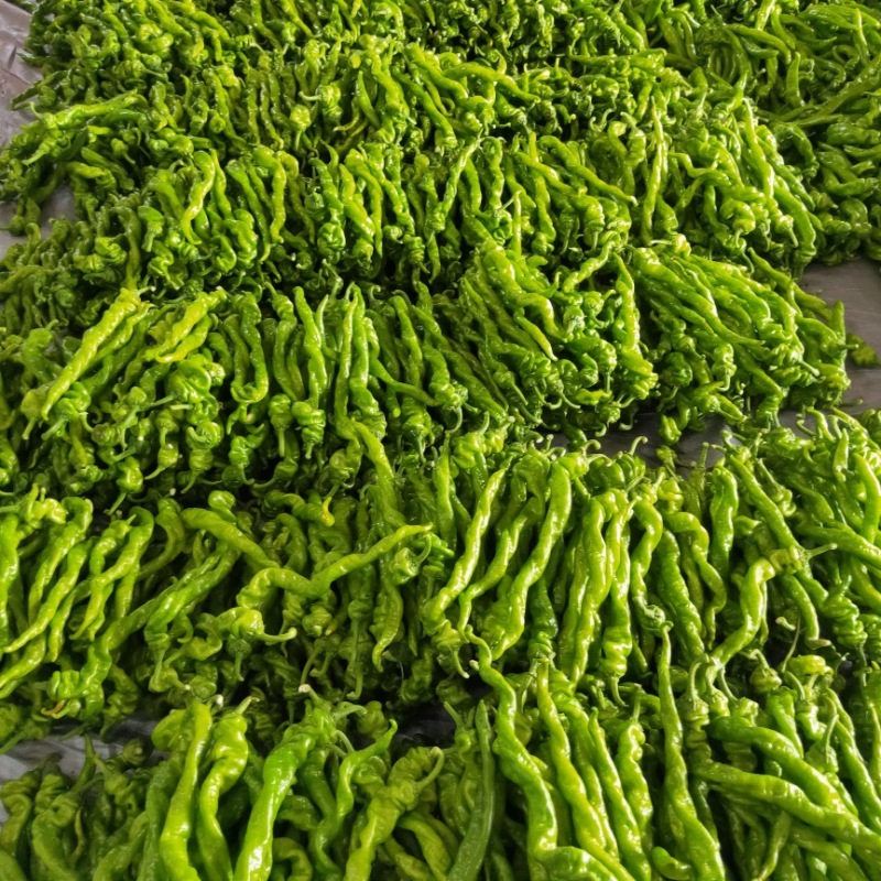 山东青州螺丝椒大量供应品质好价格实惠对接全国欢迎
