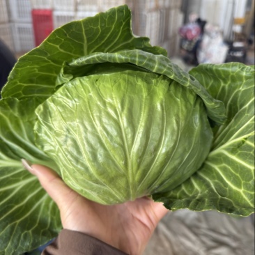 精品甘蓝
