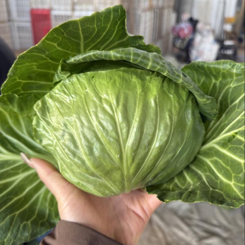 精品甘蓝