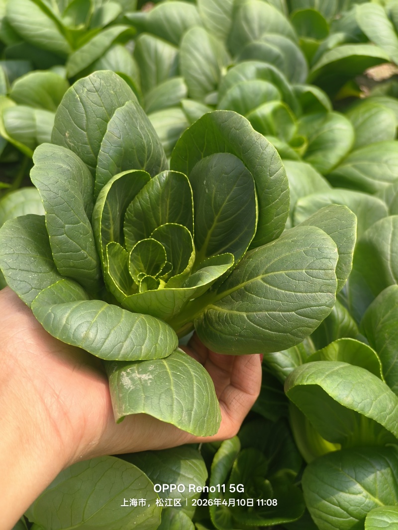 大棚当季精品矮脚菜，有需要咨询联系排单收割