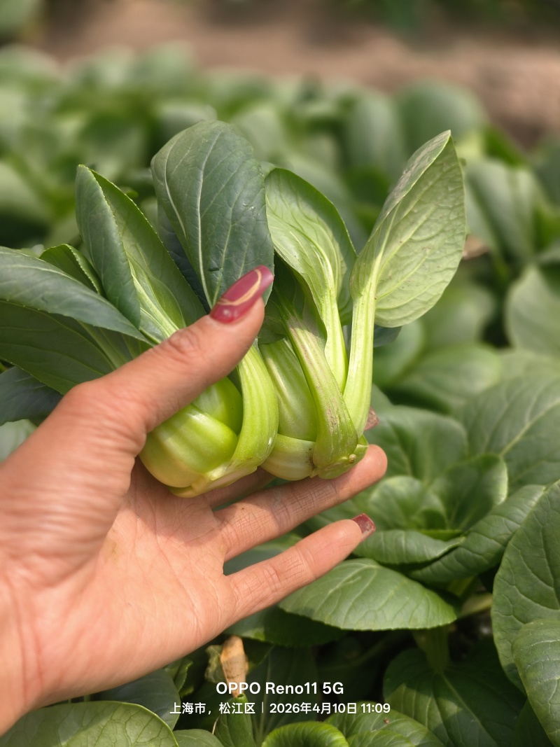 大棚当季精品矮脚菜，有需要咨询联系排单收割