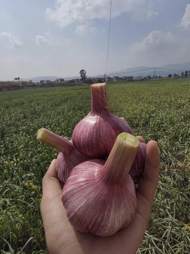 【紫皮大蒜】河北大蒜/饶阳紫皮蒜/个头均匀饱满便宜