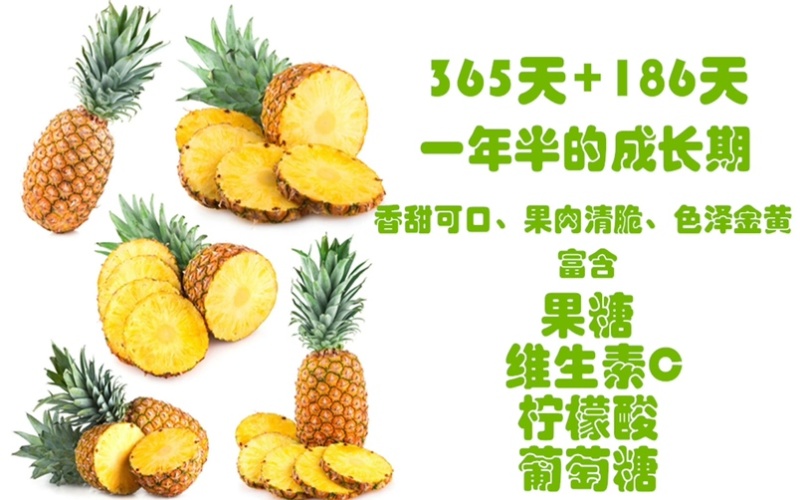 华连香糖水菠萝凤梨罐头广东徐闻菠萝特产中国菠萝之乡