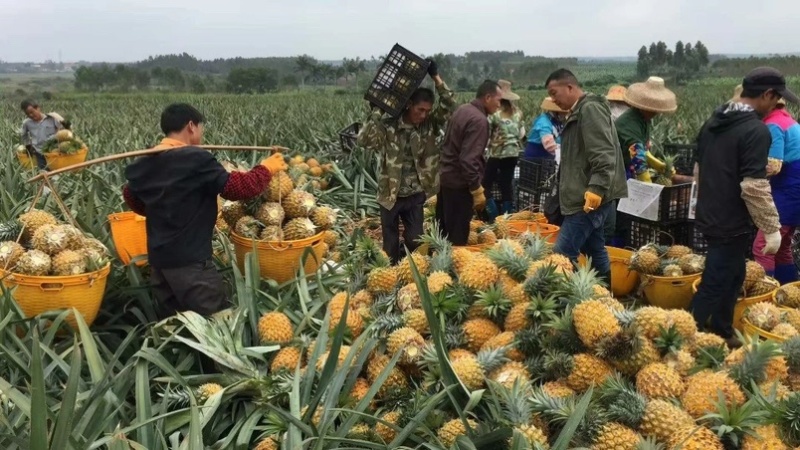 华连香糖水菠萝凤梨罐头广东徐闻菠萝特产中国菠萝之乡